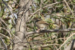 Cisticola fulvicapilla fulvicapilla