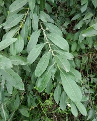 Salix × reichardtii