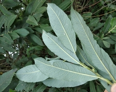 Salix × reichardtii