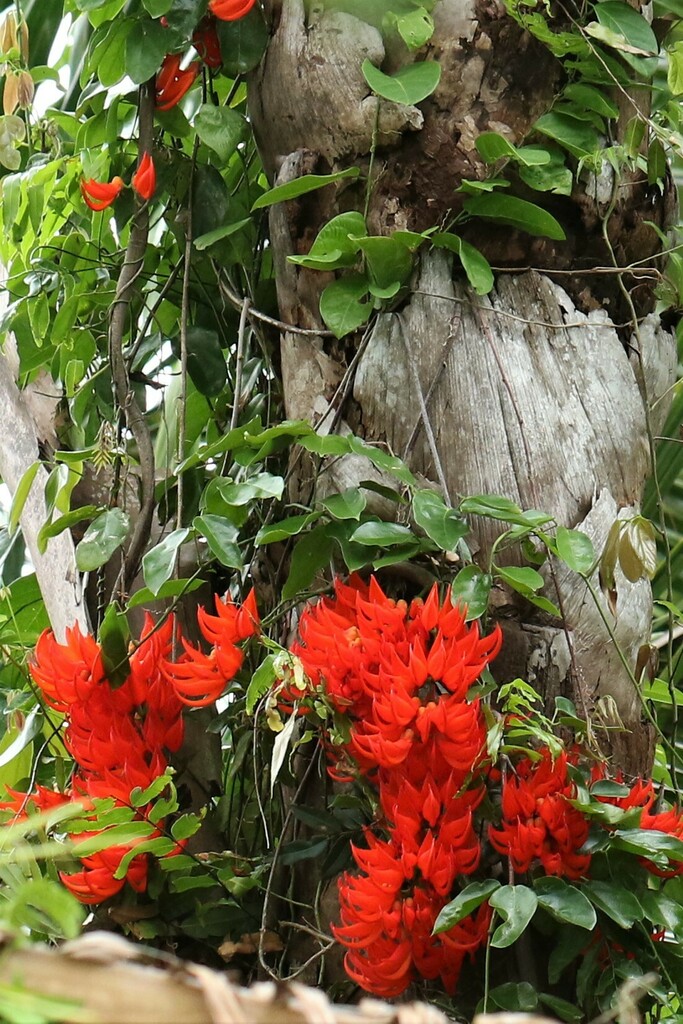 Flame of the Forest (Mucuna novoguineensis)