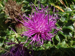Cirsium acaule
