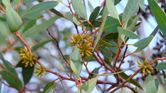Eucalyptus subangusta subangusta