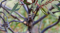 Eucalyptus subangusta subangusta