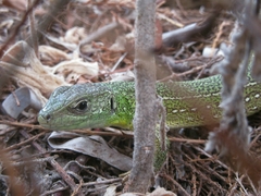 Lacerta trilineata polylepidota