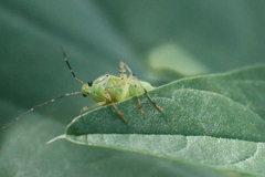 Taedia marmorata