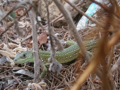 Lacerta trilineata polylepidota