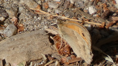 Coenonympha pamphilus