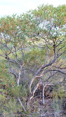 Eucalyptus subangusta subangusta