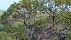 Eucalyptus subangusta subangusta