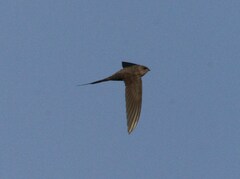 Cypsiurus parvus myochrous