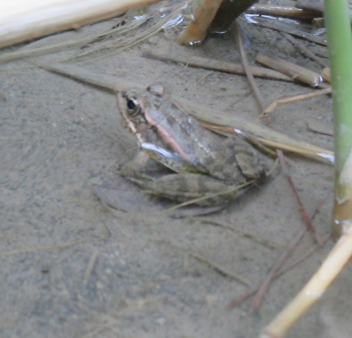 Cretan Frog, Pelophylax cretensis