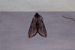 Oligographa juniperi