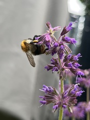 Bombus pascuorum