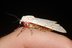 Rhodogastria similis