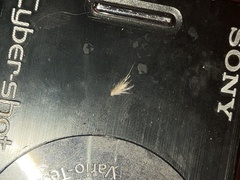 Rytidosperma setaceum