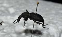 Cephalostenus orbicollis