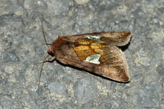 Autographa bractea