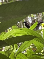 Sarcophanops samarensis