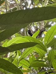 Sarcophanops samarensis