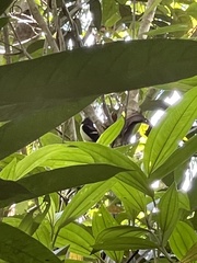 Sarcophanops samarensis