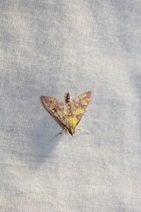 Stenochora lancinalis