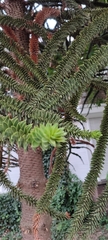 Epacris longiflora