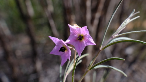large-flowered guichenotia (Guichenotia macrantha)