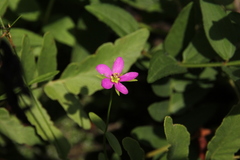 Sabatia campanulata