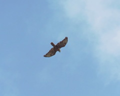Buteo rufinus