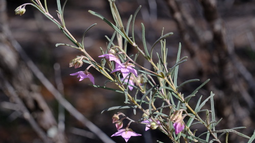 Image of Guichenotia macrantha by (c) Peter Crowcroft, some rights reserved (CC BY)