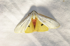 Rhodogastria similis