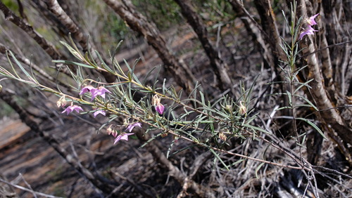 Guichenotia macrantha, photograph 2