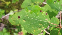 Aceria varia