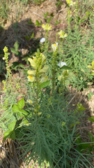 Linaria vulgaris