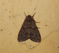 Olepa ricini