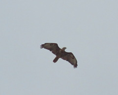 Buteo rufinus