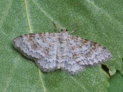 Hydrelia sylvata