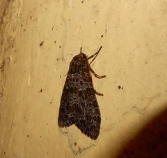 Olepa ricini