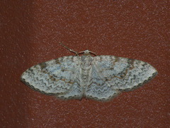 Hydrelia sylvata