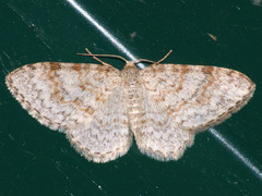 Hydrelia sylvata