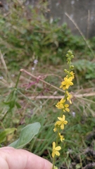 Agrimonia eupatoria