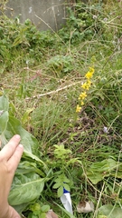 Agrimonia eupatoria