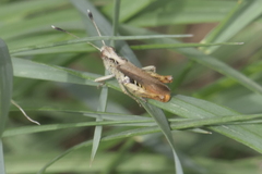 Gomphocerippus rufus