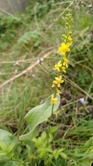 Agrimonia eupatoria