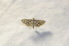 Nausinoe geometralis