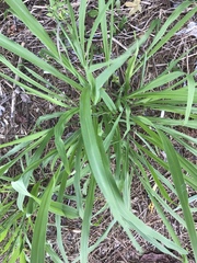 Tripsacum dactyloides