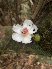 Dillenia philippinensis