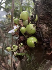 Dillenia philippinensis