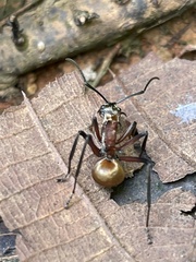 Polyrhachis bihamata