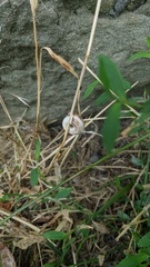Xeropicta derbentina